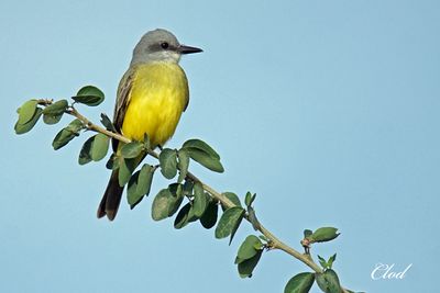 Tyran mélancolique - Tropical kingbird