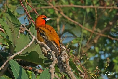 Oriole à dos rayé - Streak-backed oriole