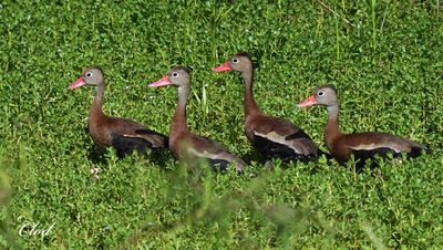 Dendrocygne à ventre noir - Black-bellied whistling-duck