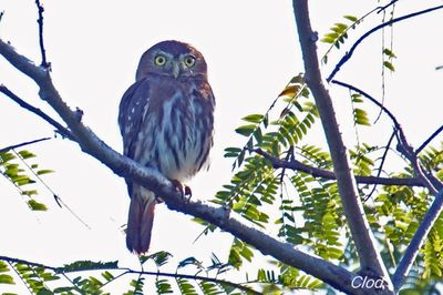 Chevêchette brune - Ferruginous Pygmy-owl