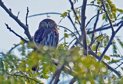 Chevêchette brune - Ferruginous Pygmy-owl