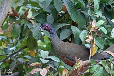 Ortalide à ventre marron - Rufous-bellied chachalaca