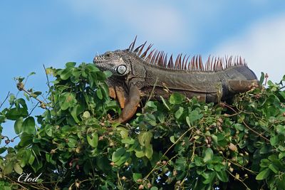 Iguane vert - Iguana Iguana