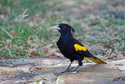 Cassique à ailes jaunes - Yellow-winged cacique