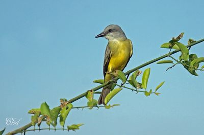 Tyran mélancolique - Tropical kingbird