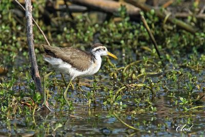 Jacana du Mexique - Northern Jacana (immature)