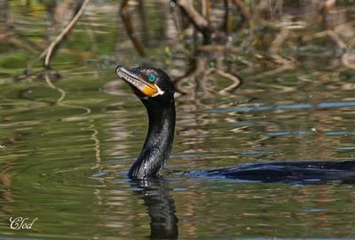 Cormoran vigua - Neotropic cormorant