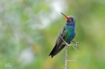 Colibri circé - Broad-billed hummingbird