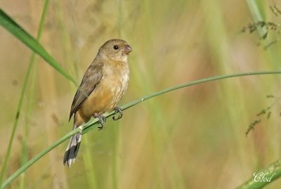 Sporophile à col blanc - Cinnamon-rumped seedeater (F)