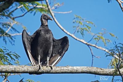 Urubu noir - Black vulture