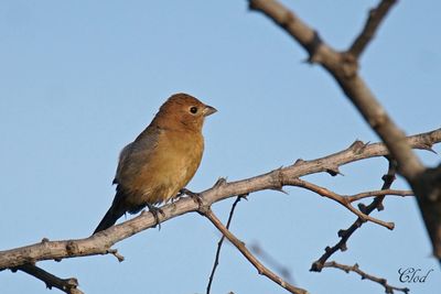 Passerin varié - Varied bunting (Fem)