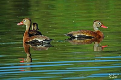 Dendrocygne à ventre noir - Black-bellied whistling-duck