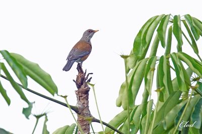 Merle à dos roux - Rufous-backed robin