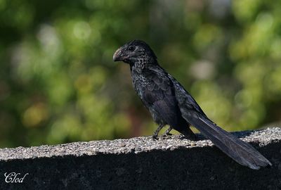 Ani à bec cannelé - Groove-billed ani