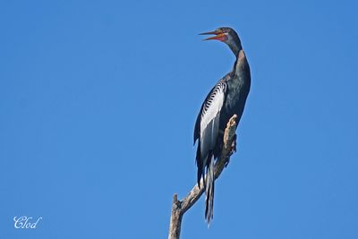 Anhinga d'Amérique - Anhinga
