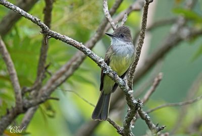 Tyran olivâtre - Dusky-capped flycatcher
