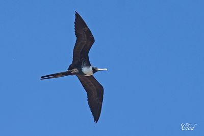 Frégate superbe - Magnificent frigatebird
