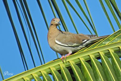 Tourterelle à ailes blanches - White-winged dove
