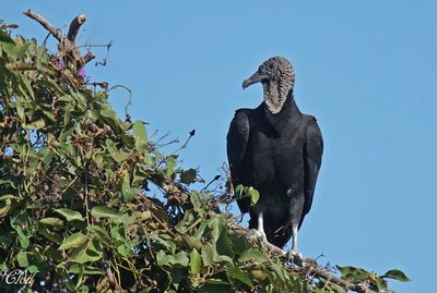 Urubu noir - Black vulture