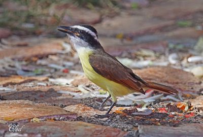 Tyran quiquivi - Great kiskadee
