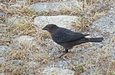 Vacher bronzé - Bronzed cowbird