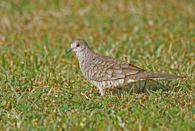 Colombe inca - Inca dove