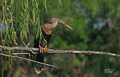 Anhinga d'Amérique - Anhinga