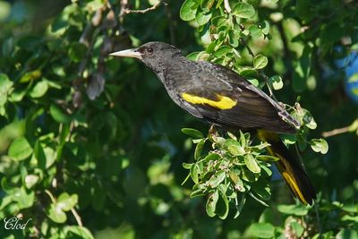 Cassique à ailes jaunes - Yellow-winged cacique
