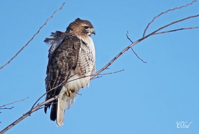 Buse  queue rousse - Red-tailed hawk