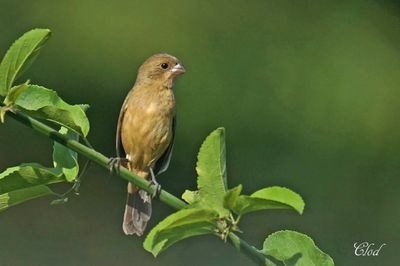 Sporophile à col blanc - Cinnamon-rumped seedeater (F)