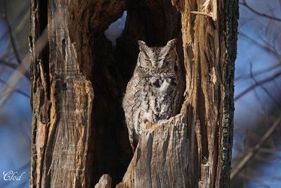 Petit-duc macul - Eastern screech-owl