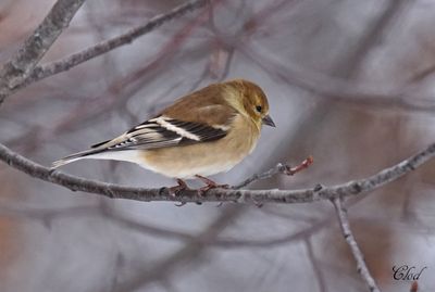 Chardonneret jaune - American goldfinch