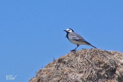 Bergeronnette grise - White wagtail