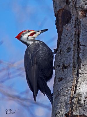 Grand-pic - Pileated woodpecker