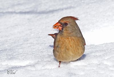 Cardinal rouge - Northern cardinal