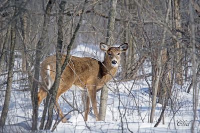 Cerf de Virginie - White-tailed deer