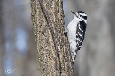 Pic mineur - Downy woodpecker