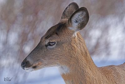 Cerf de Virginie - White-tailed deer