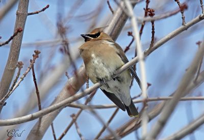 Jaseur d'Amrique - Cedar waxwing