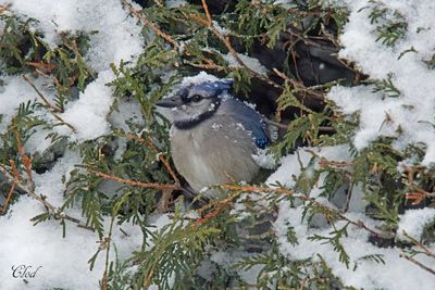 Geai bleu - Blue jay