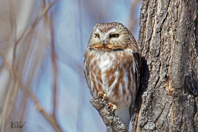 Petite nyctale - Northern Saw-whet Owl