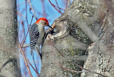 Pic  ventre roux - Red-bellied woodpecker