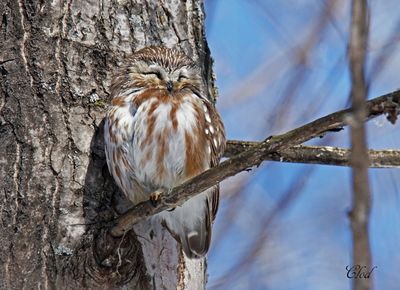 Petite nyctale - Northern Saw-whet Owl