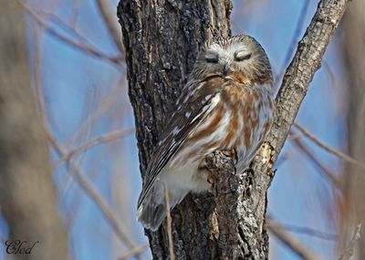 Petite nyctale - Northern Saw-whet Owl