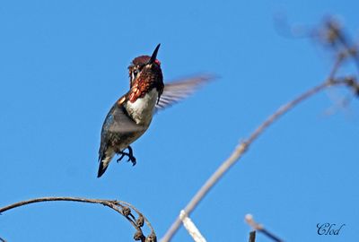 Colibri d'Elena - Bee hummingbird