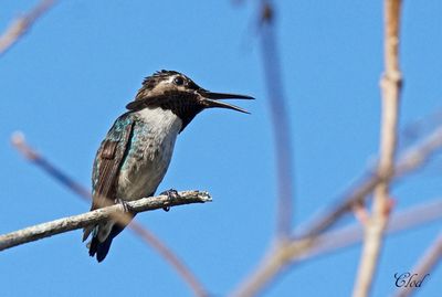 Colibri d'Elena - Bee hummingbird (juv)