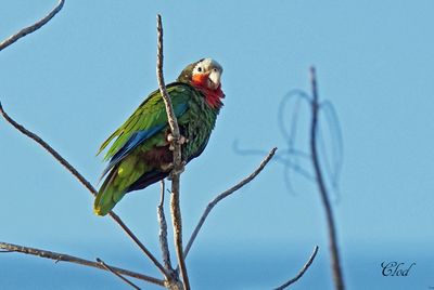 Amazone de Cuba - Cuban parrot