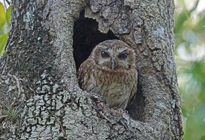 Petit-duc de Cuba - Bare-legged owl