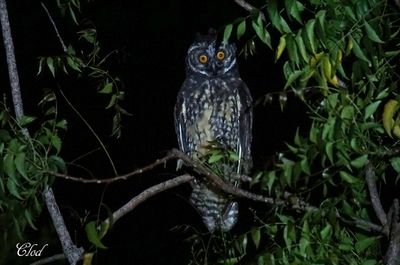 Hibou matre-bois - Stygian owl
