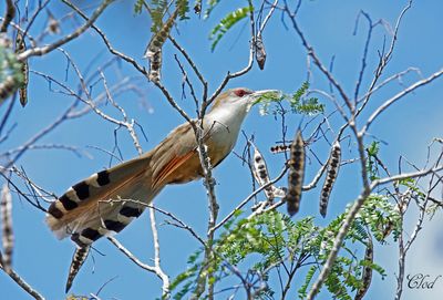 Tacco de Cuba - Great lizard cuckoo